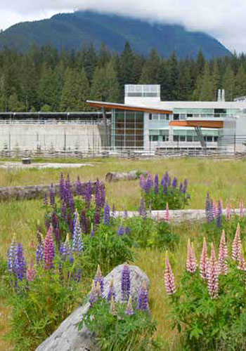 Vegetated Architecture: Seymour-Capilano Filtration Plant in Vancouver, BC (Sharp & Diamond Landscape Architecture Inc.) built a vegetated roof over a new metropolitan water filtration plant linking up with the local recreation system. Lupine, a common early successional species in the Pacific Northwest, adds color and improves the soils. Along with woody debris and other meadow species, the site recreates the early successional meadows and shrublands that are estimated to have once covered up to 35 percent of the Pacific Northwest landscape. / Sharp & Diamond