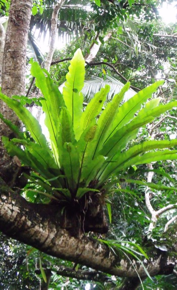 Rainforest epiphyte leaf formation / Reforestation.me