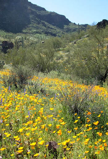 Sonoran desert plant communities / Gateway to Sedona 