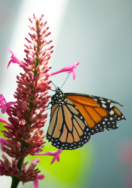 Monarch butterfly / 